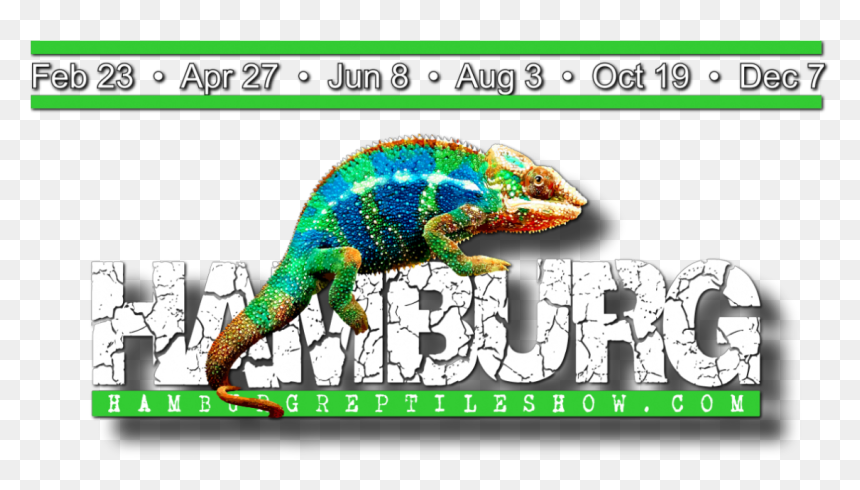 Common Chameleon, HD Png Download - reptile eye png