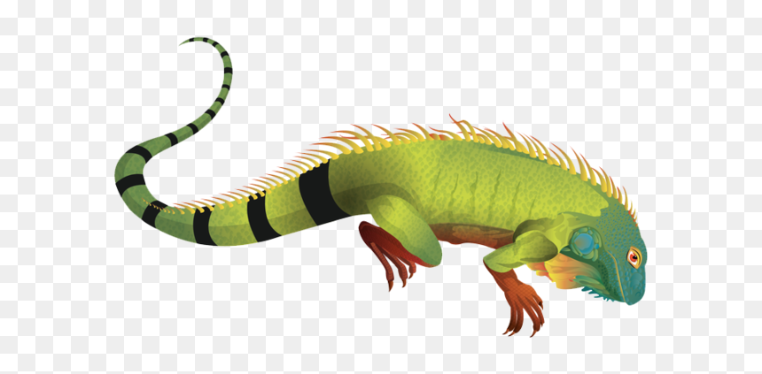 Iguana Png, Transparent Png - reptile eye png