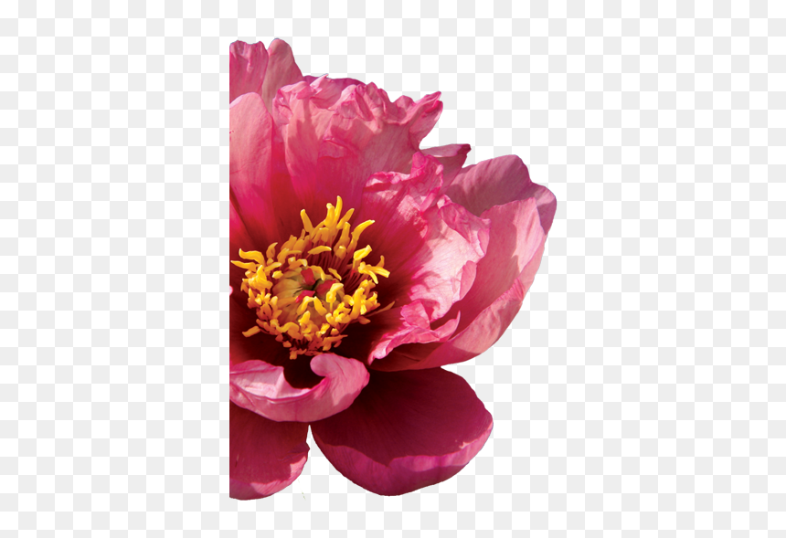 Common Peony, HD Png Download - jeepers creepers png