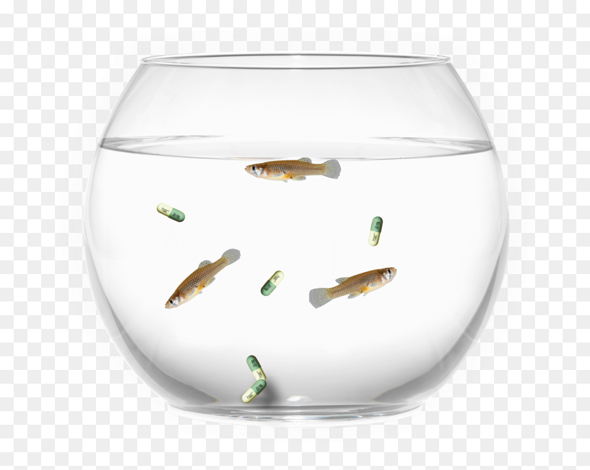 Wine Glass, HD Png Download - glass bowl png
