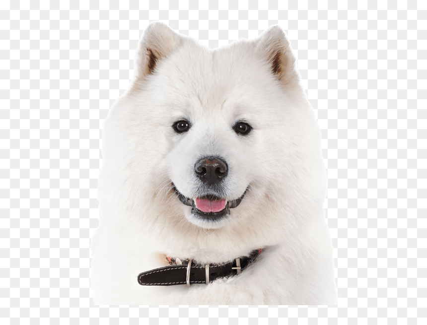 Canadian Eskimo Dog, HD Png Download - samoyed png