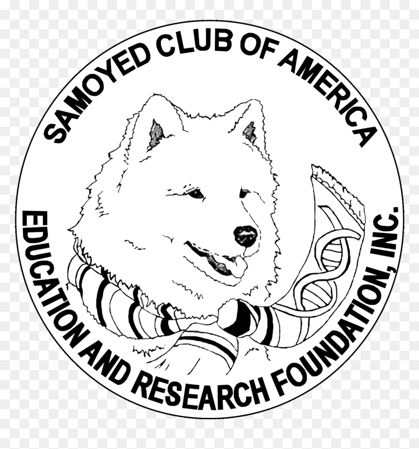 Kishu, HD Png Download - samoyed png