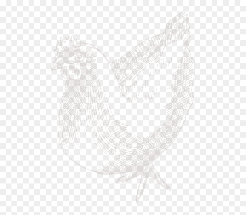 Sketch, HD Png Download - white chicken png