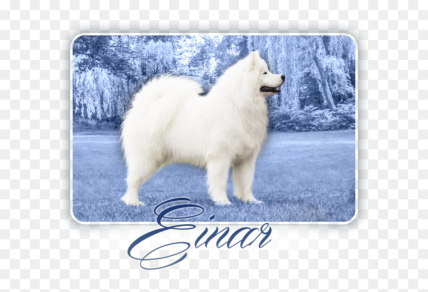 Great Pyrenees, HD Png Download - samoyed png