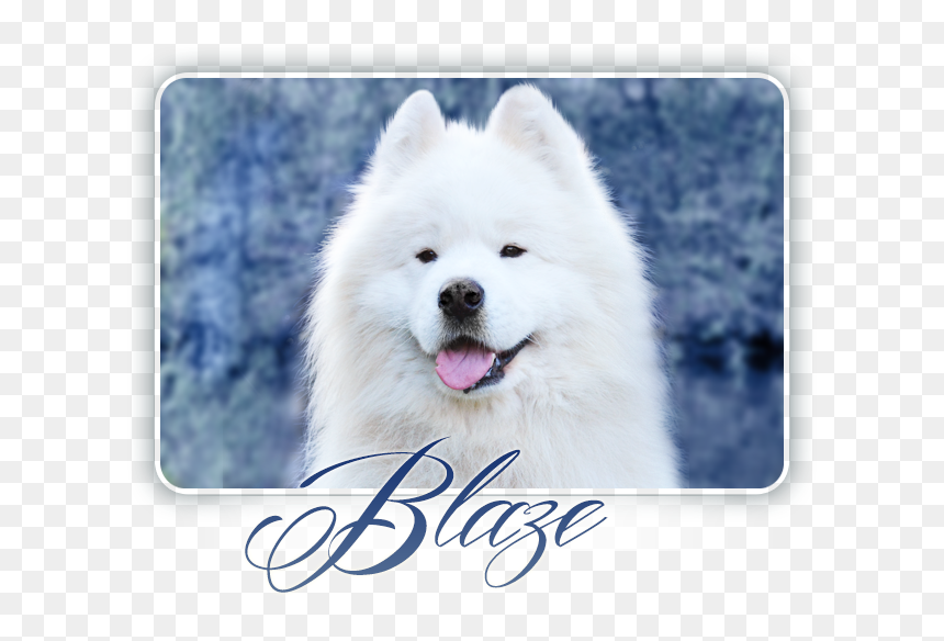 Dog Yawns, HD Png Download - samoyed png
