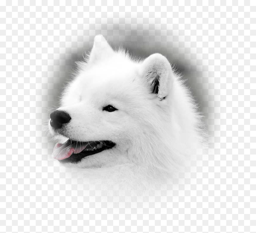 Japanese Spitz, HD Png Download - samoyed png