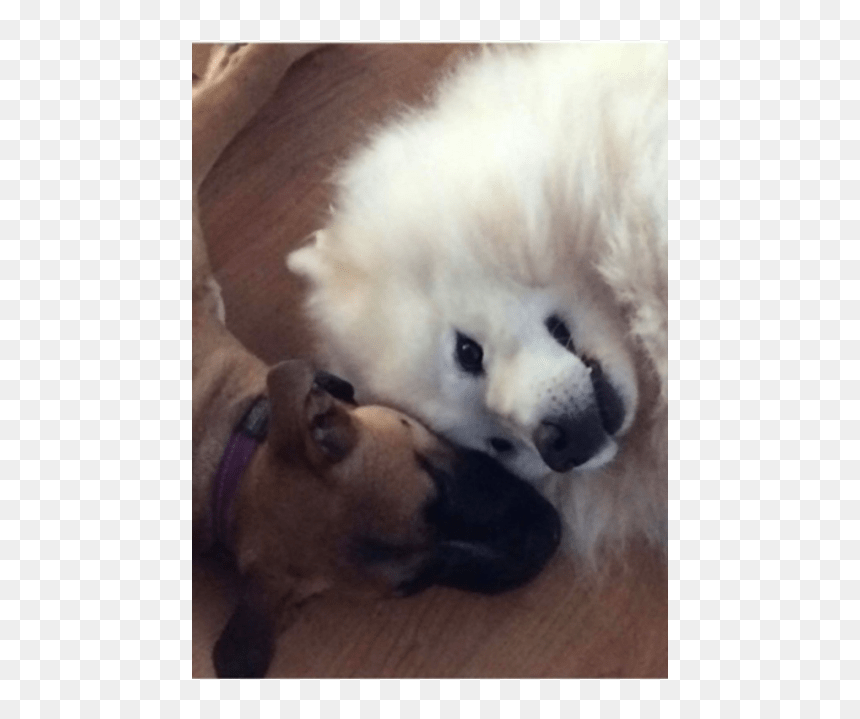 Pomeranian, HD Png Download - samoyed png