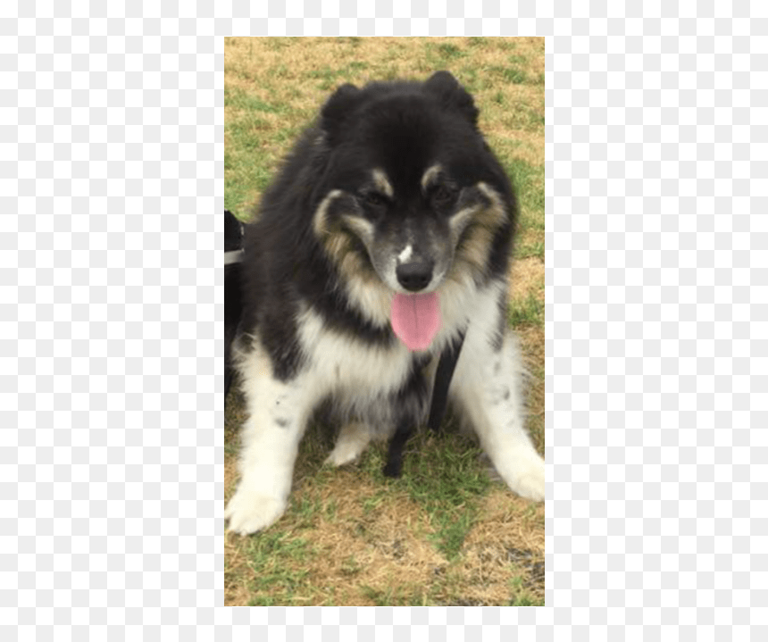 Companion Dog, HD Png Download - samoyed png