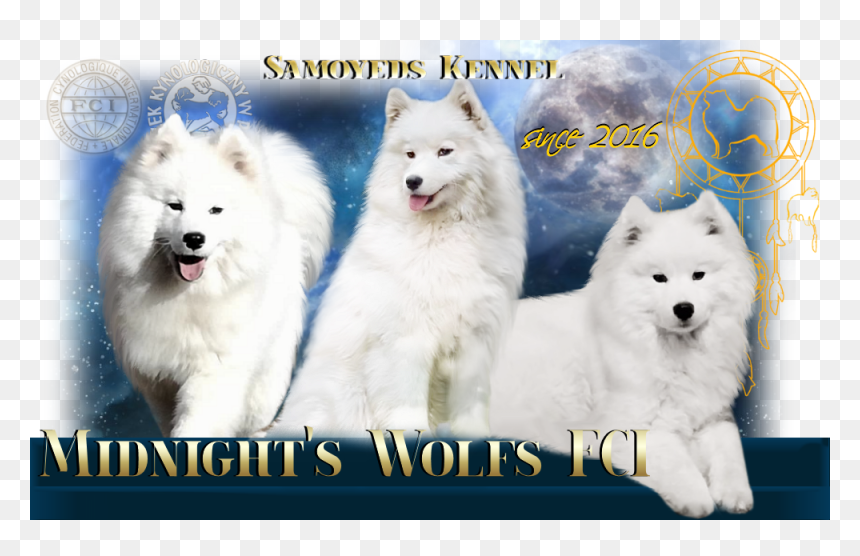 Canadian Eskimo Dog, HD Png Download - samoyed png