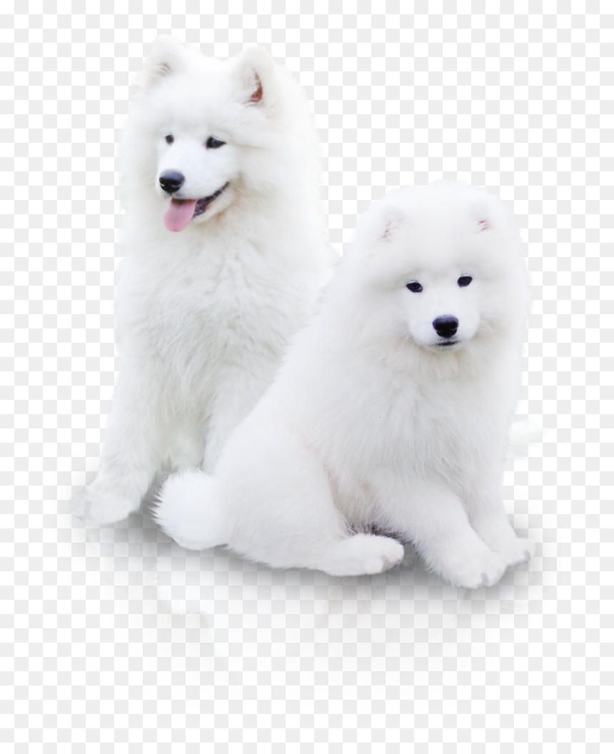 American Eskimo Dog, HD Png Download - samoyed png
