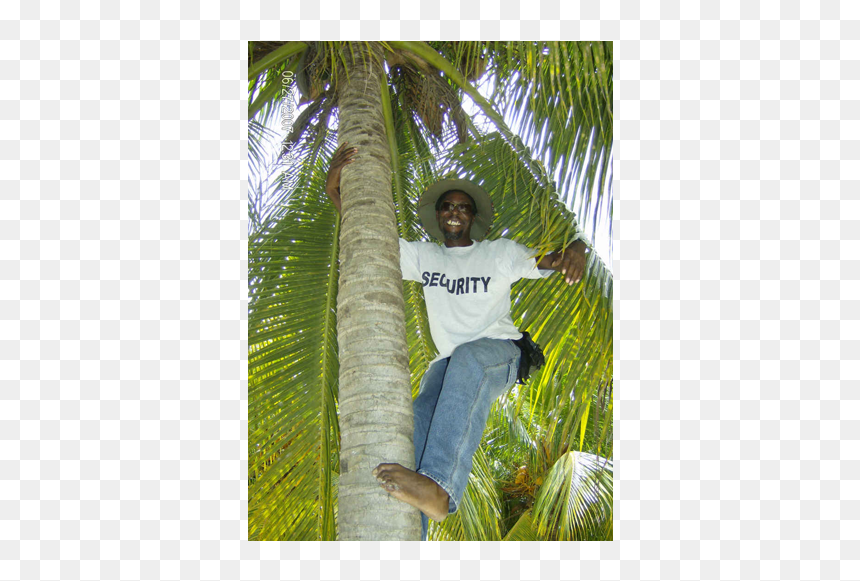 Leisure, HD Png Download - tiki hut png