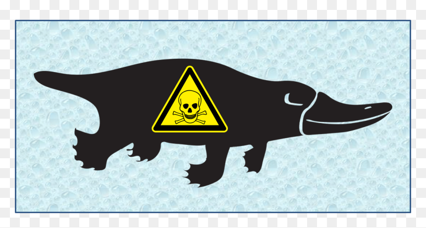 Platypus Png Black, Transparent Png - sabias que png