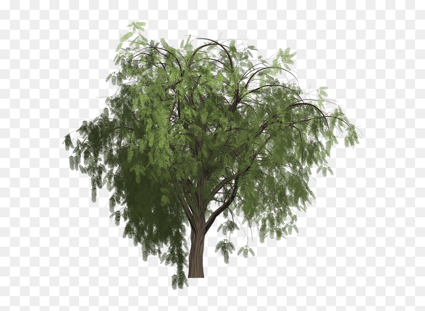 Baum Photo Freigestellt Freie, HD Png Download - pepper plant png