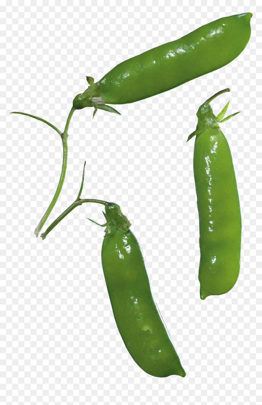 Pea, HD Png Download - pepper plant png