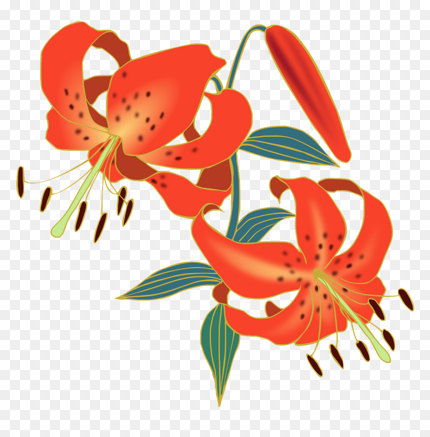 Tiger Lily Flower Png, Transparent Png - tiger lily png
