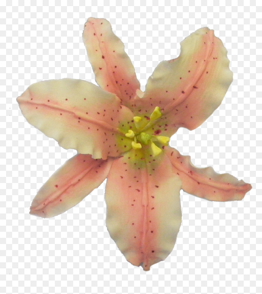 Tiger Lily, HD Png Download - tiger lily png