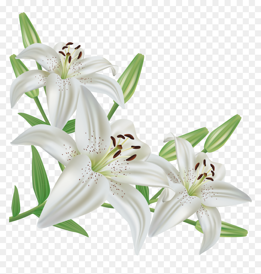 Flower Lilies White Backgrounds, HD Png Download - tiger lily png