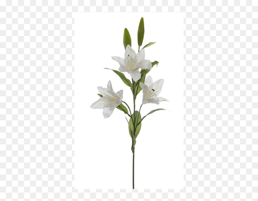 Lily, HD Png Download - tiger lily png