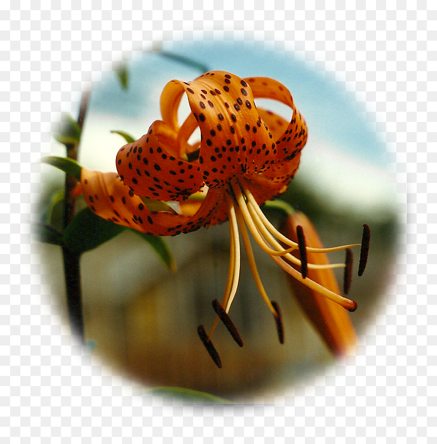 Tiger Lily, HD Png Download - tiger lily png