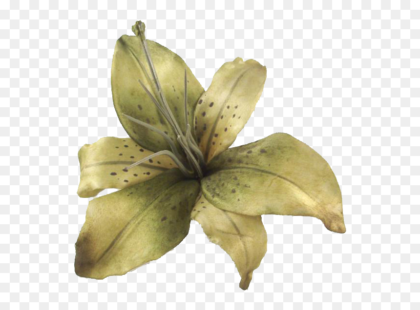 Tiger Lily, HD Png Download - tiger lily png
