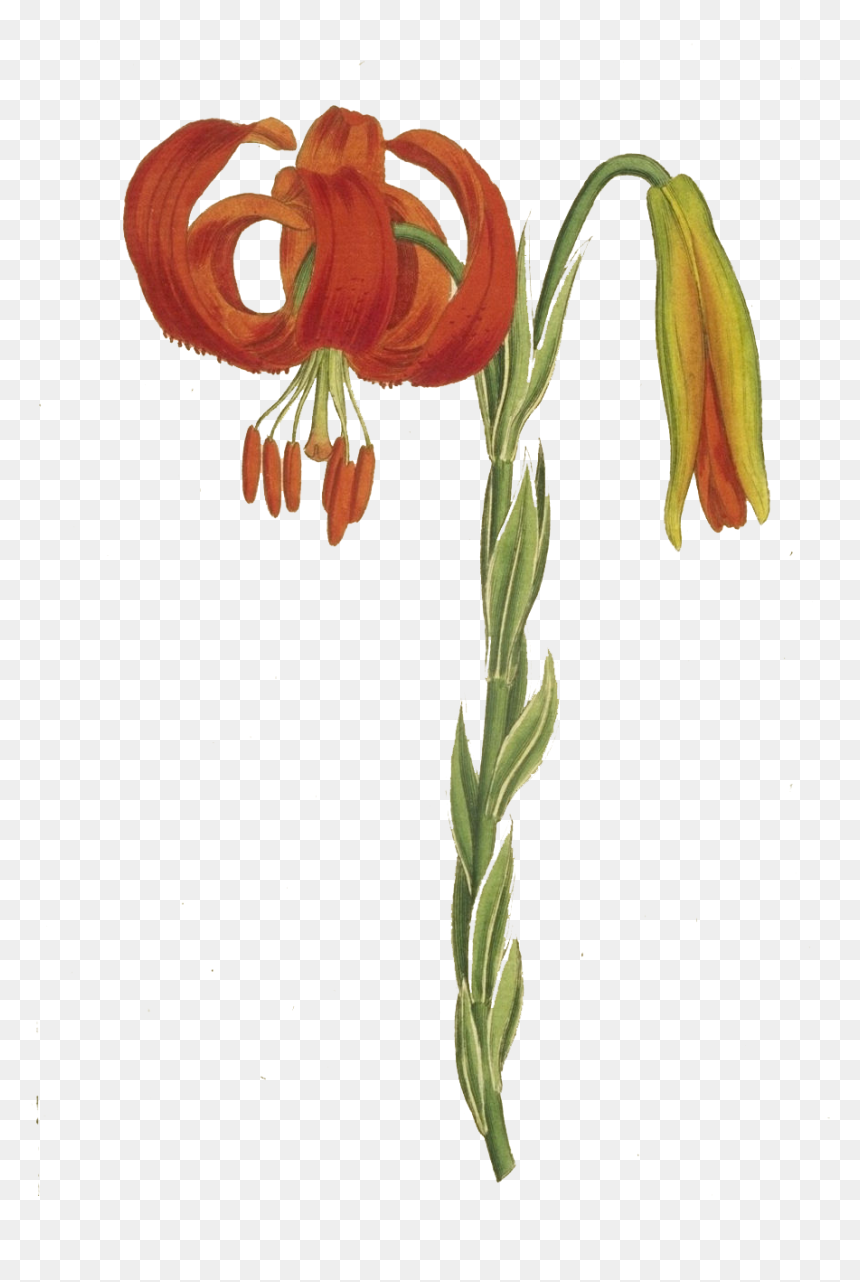 Tiger Lily, HD Png Download - tiger lily png
