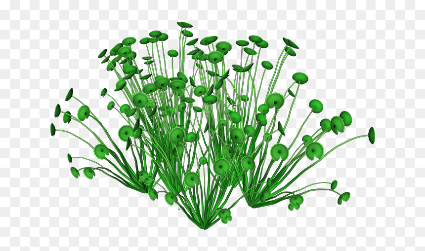 Transparent Background Sea Plants Png, Png Download - sea plants png