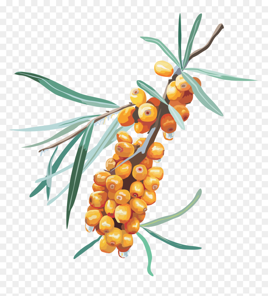 Sea Plants Png, Transparent Png - sea plants png