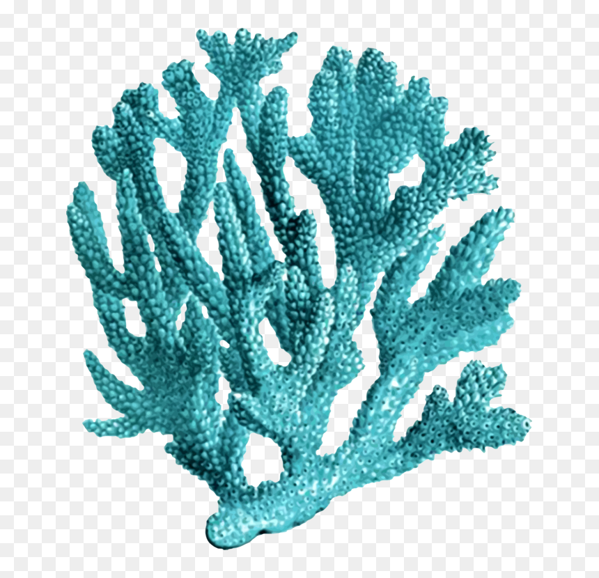 Coral Vintage, HD Png Download - sea plants png