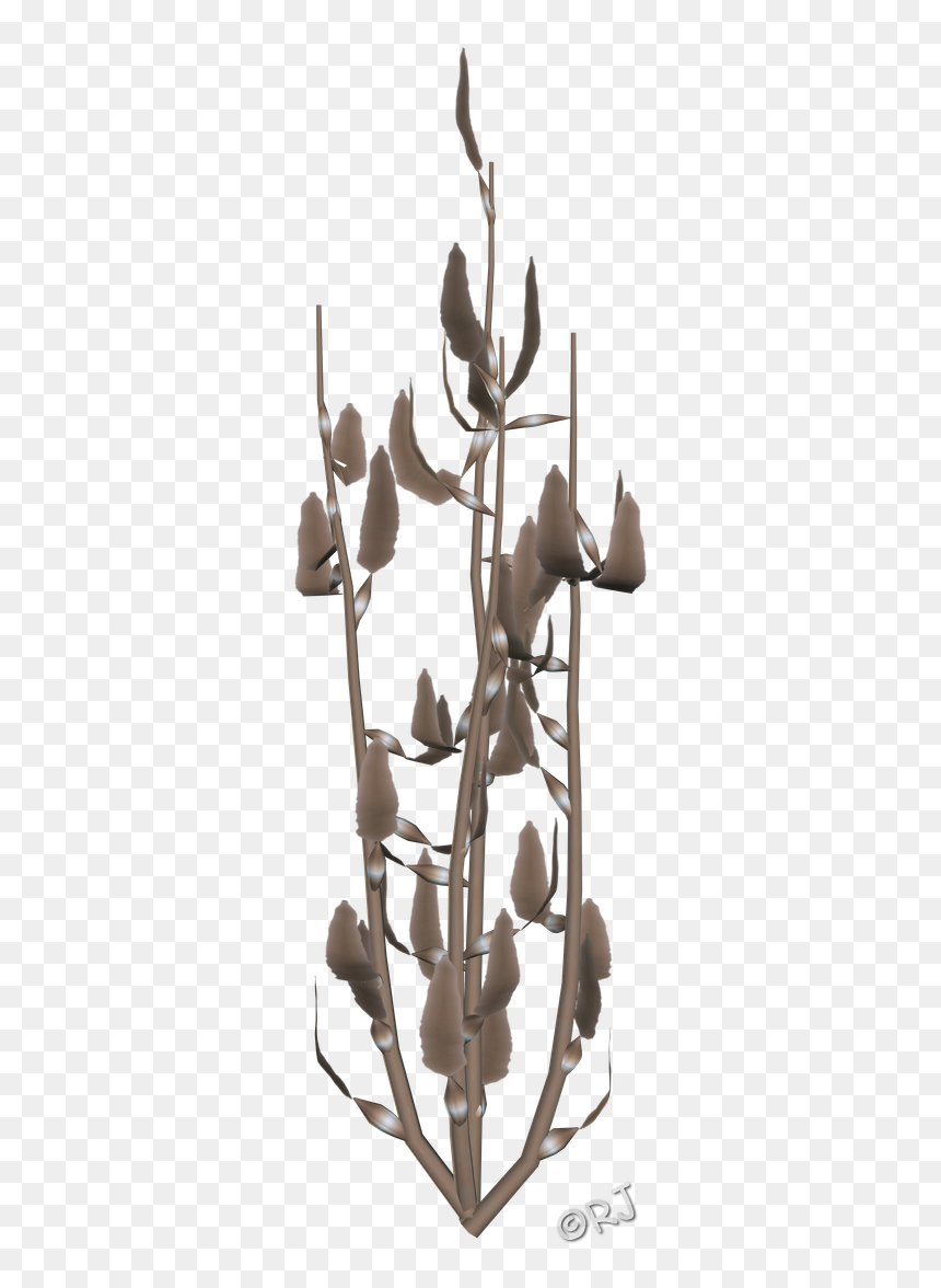 Cattleya Elongata, HD Png Download - sea plants png