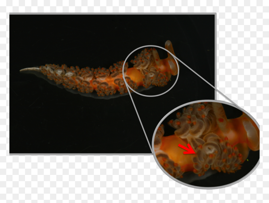 Marine Biology, HD Png Download - sea plants png