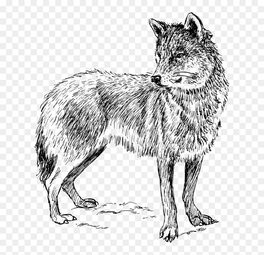 Real Animal Colouring Pages, HD Png Download - wolf head silhouette png