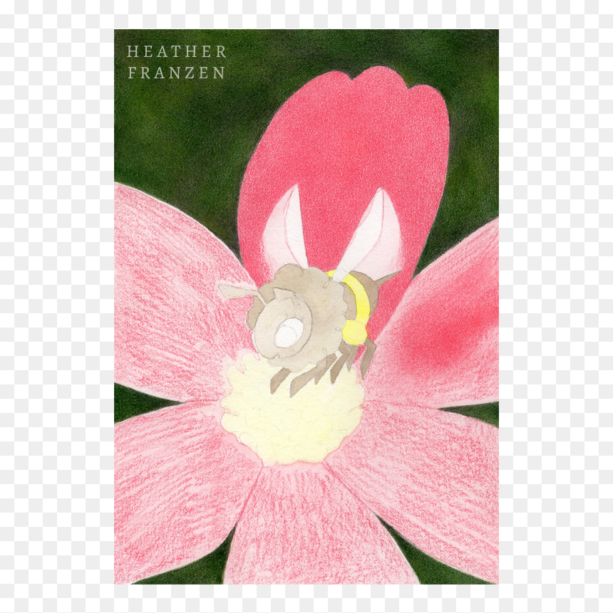 Lily, HD Png Download - pencil shavings png