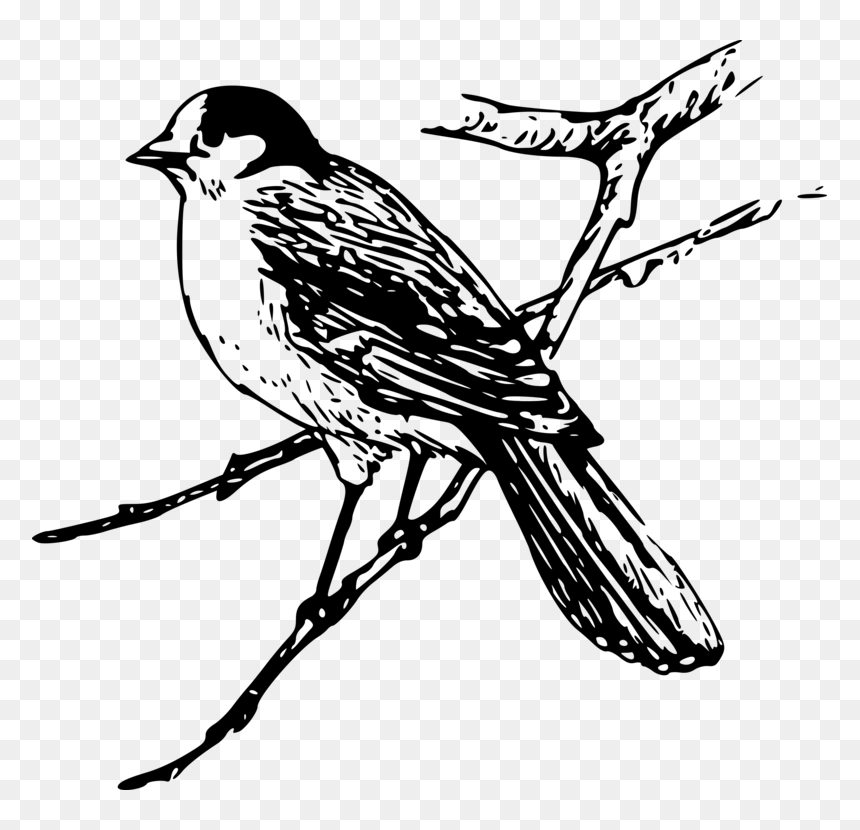 Clip Art Maya Bird, HD Png Download - bird drawing png