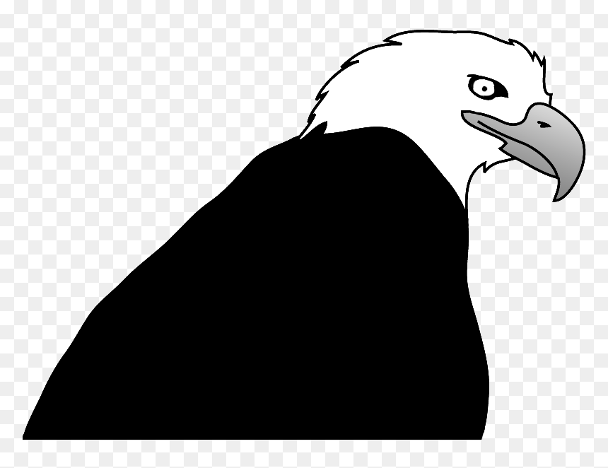 Bald Eagle, HD Png Download - bird drawing png