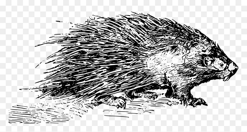 Porcupine Black And White, HD Png Download - bird drawing png
