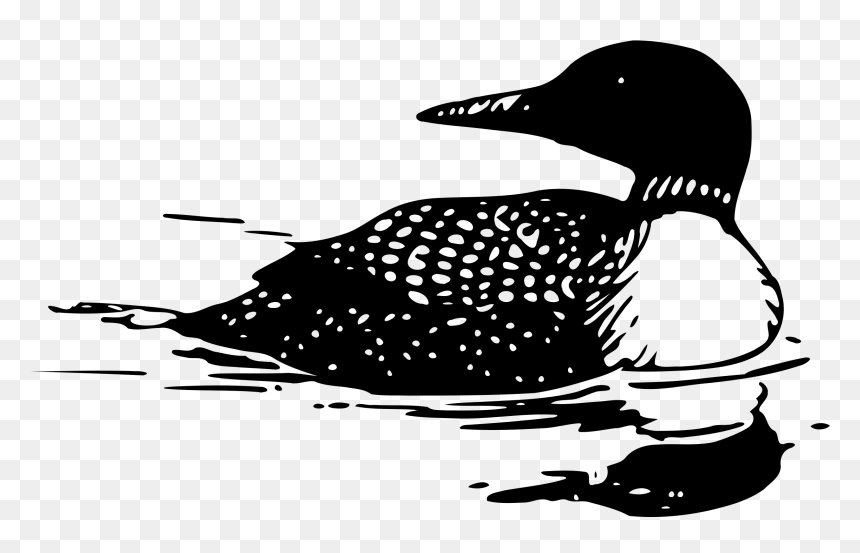 Loon Clipart, HD Png Download - bird drawing png