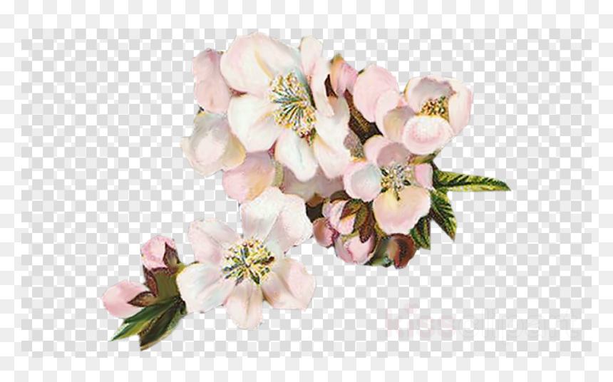 Vintage Flowers Png White, Transparent Png - cherry blossom.png