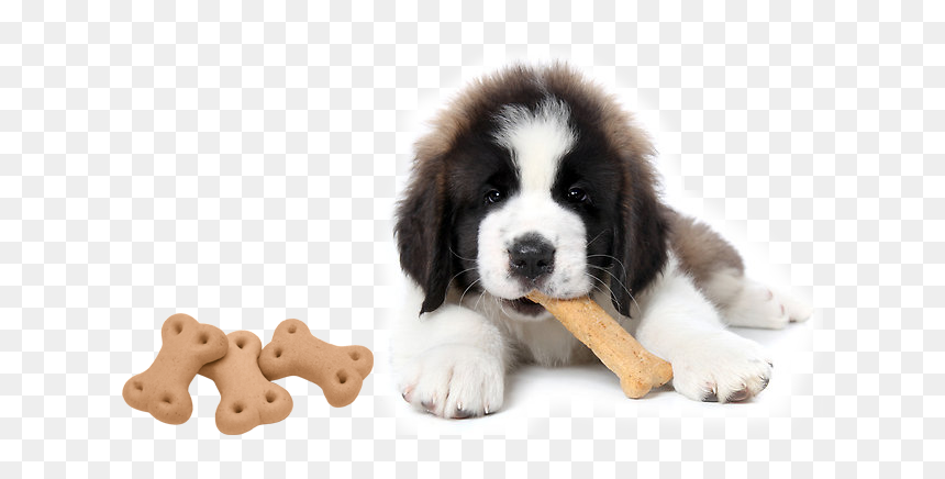 Dogs With Treats, HD Png Download - dog biscuit png
