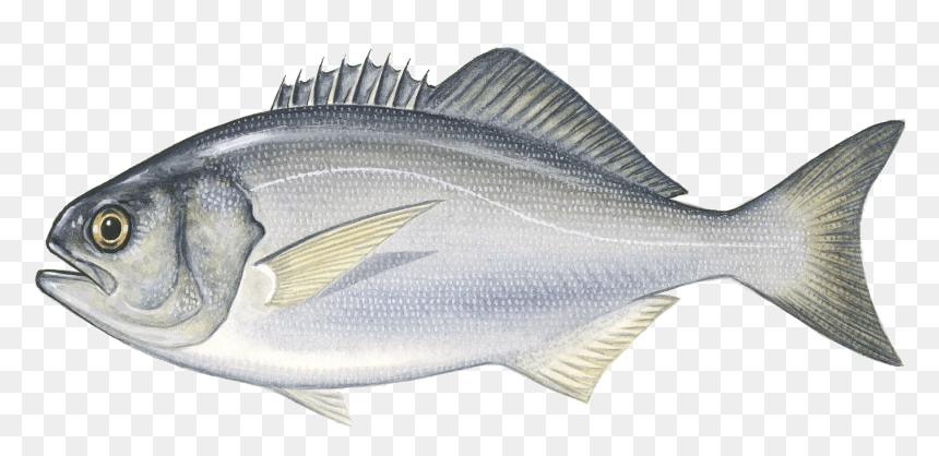 Striper Bass, HD Png Download - grouper png