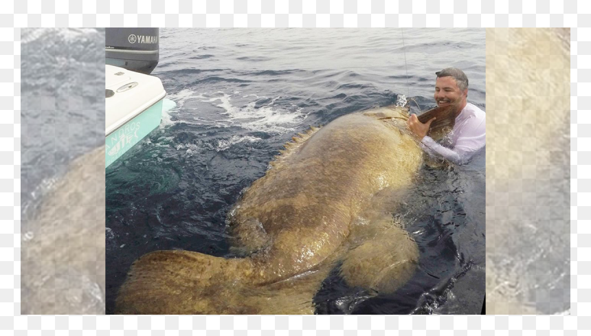 Goliath Grouper Gulf Of Mexico, HD Png Download - grouper png