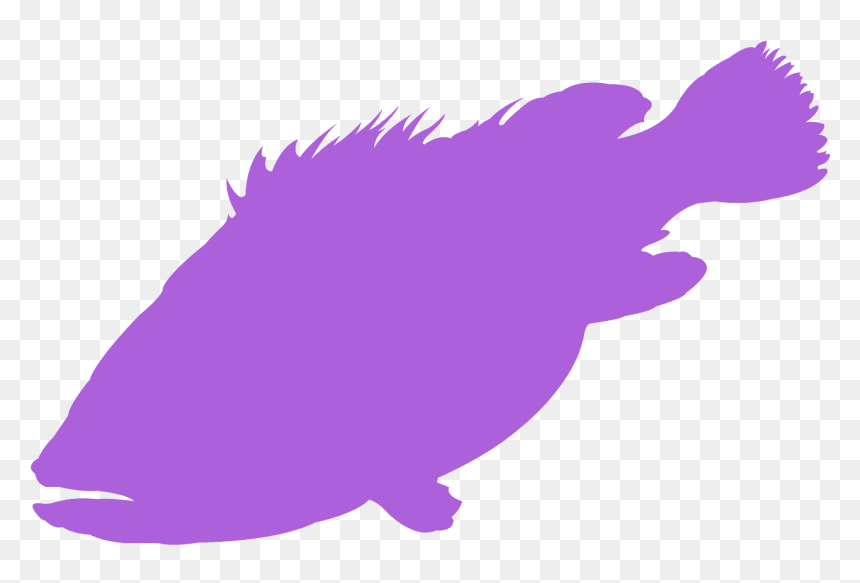 Illustration, HD Png Download - grouper png