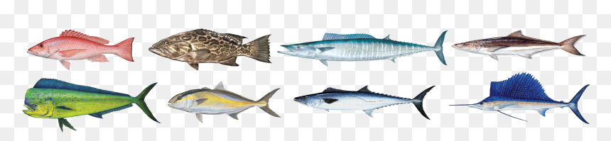 Sail Fish, HD Png Download - grouper png