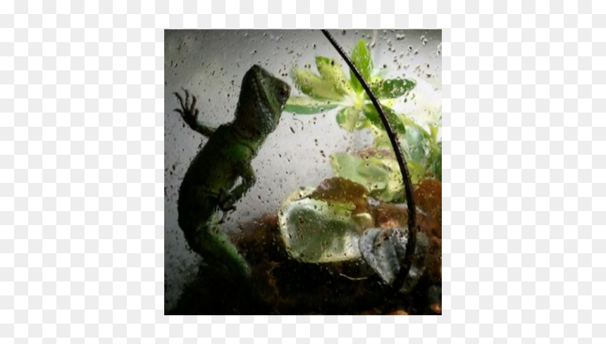 Eastern Newt, HD Png Download - water dragon png