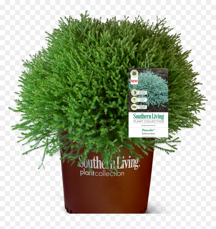 Pond Pine, HD Png Download - evergreen shrub png