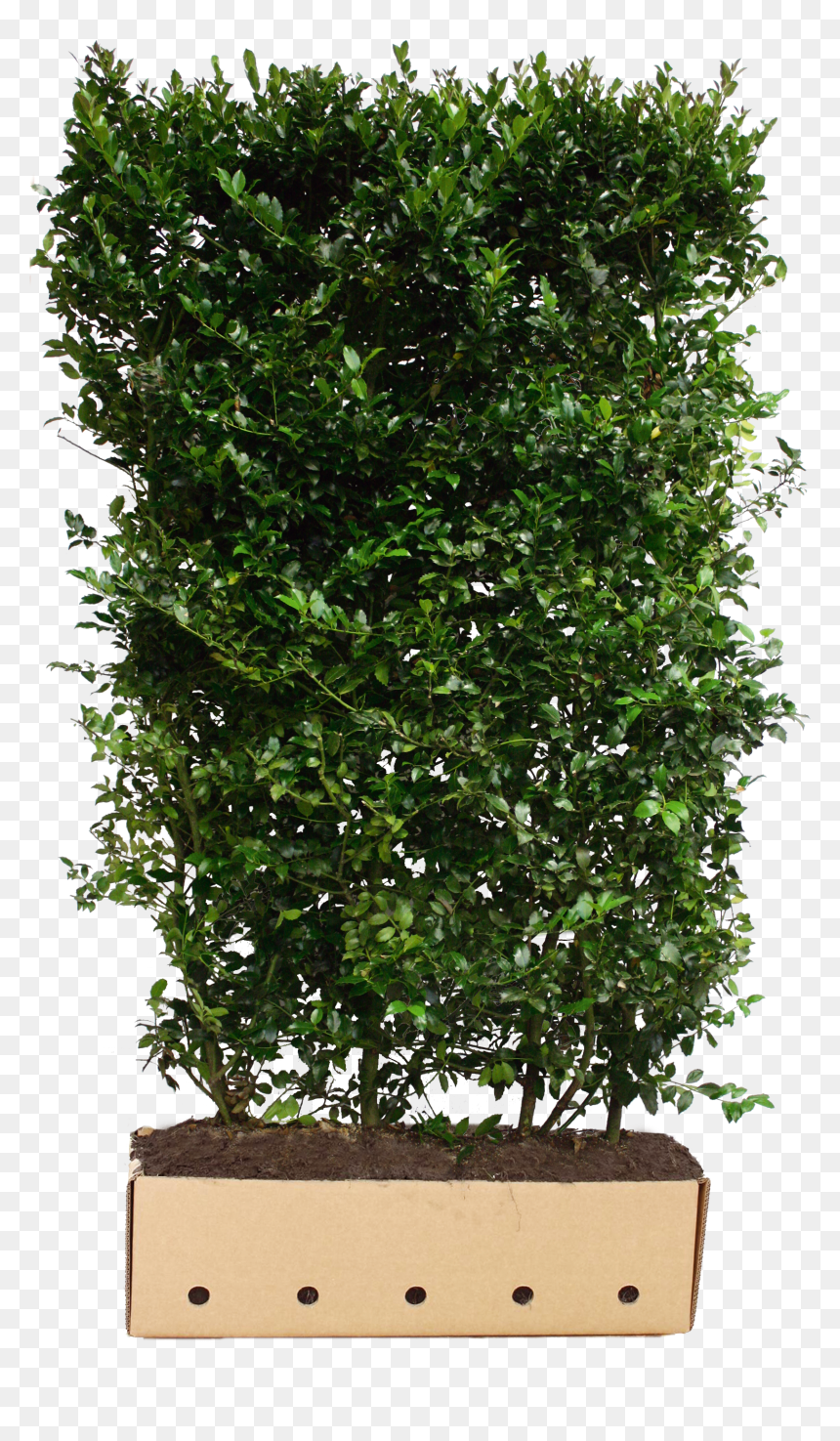 Ligusterhaag Wintergroen, HD Png Download - evergreen shrub png