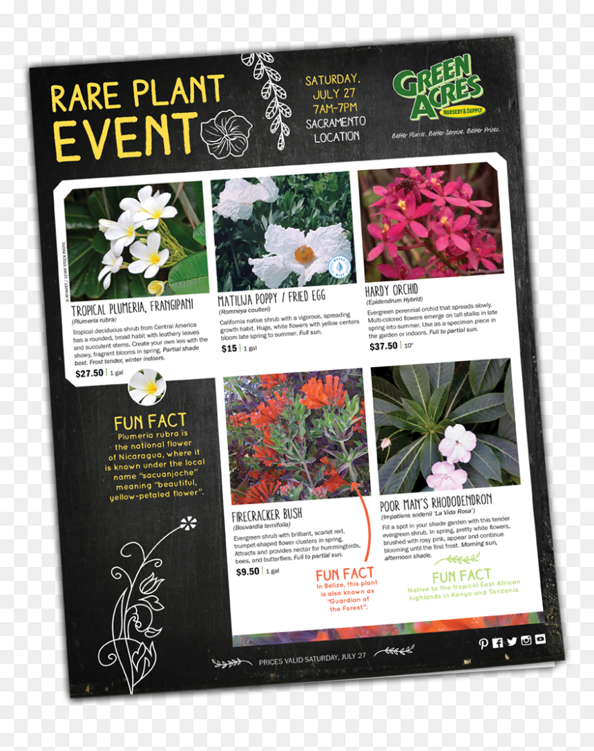 Orchids Of The Philippines, HD Png Download - evergreen shrub png