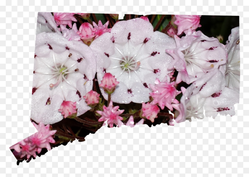 Artificial Flower, HD Png Download - evergreen shrub png