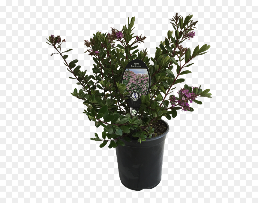 Flowerpot, HD Png Download - evergreen shrub png