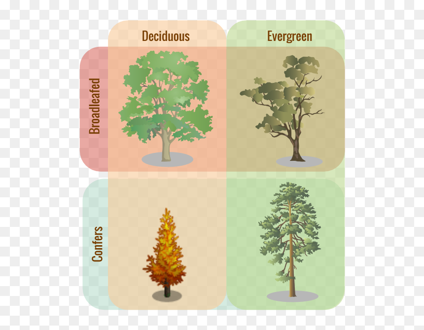 Deciduous Evergreen, HD Png Download - evergreen shrub png