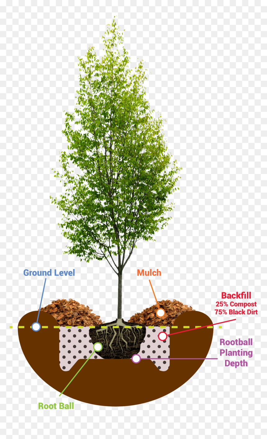 Young Tree Photoshop, HD Png Download - evergreen shrub png
